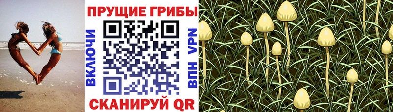 Псилоцибиновые грибы Magic Shrooms Чапаевск
